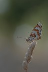 farfalla e la stella farfalla e la stella