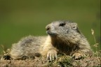 Marmotta Marmotta