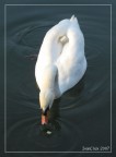 Cigno Cigno
