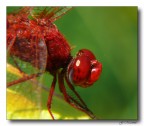 Red Dragon - primo piano Red Dragon - primo piano
