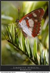 Illuminata III - Limenitis reducta