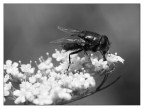 ::: MOSCA ::: ::: MOSCA :::