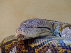Serpente Serpente