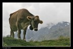 Paesaggio alpino Paesaggio alpino