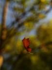 FloaTinG LeaF