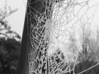 Ragnatela Ghiacciata Ragnatela Ghiacciata