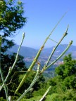 stecco stecco