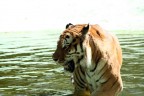 Tigre 3