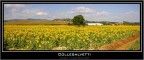 Campo di girasoli Campo di girasoli