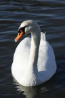 Il Cigno Il Cigno