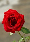 rosa2 rosa2