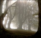 Nebbia Nebbia