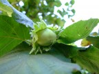 Nocciole Nocciole