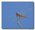 Bionda Dragonfly Bionda Dragonfly