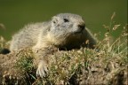 Marmotta Marmotta