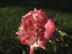 Fiore di Sicilia Fiore di Sicilia
