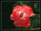 Rosa Rosa