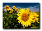 Girasoli Girasoli
