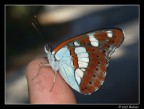 Farfalla Croazia Farfalla Croazia
