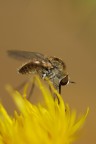 Sul Fiore Giallo Sul Fiore Giallo
