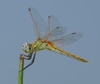 libellula gialla - 2