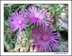 Flowers 3 Flowers 3