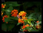 Ape su fiore Ape su fiore