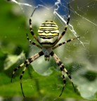 Argiope bruennichi