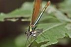 Libellula nel sottobosco 1 Libellula nel sottobosco 1