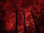 Altre luci nel bosco Altre luci nel bosco