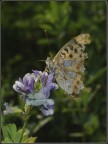 Papilio lathonia ( credo ) Papilio lathonia ( credo )