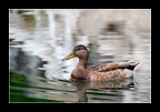 Anatra Anatra