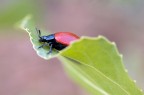 Coccinella senza punti Coccinella senza punti
