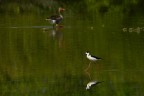 A spasso nel lago A spasso nel lago