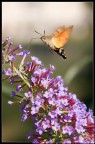 Macroglossa Stellatarum Macroglossa Stellatarum