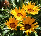 Fiori Fiori