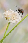 Mosca Mosca