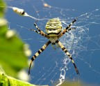 Argiope 2