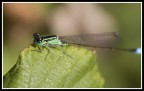 damigella damigella