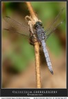 Orthetrum coerulescens