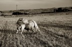 Pose bovine Pose bovine