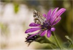 composizione naturale composizione naturale