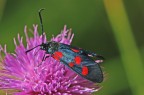 Zygaena