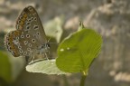 farfallina farfallina