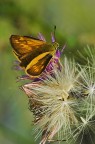 Skipper butterfly Skipper butterfly