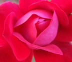 rosso rosso