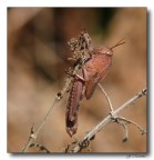 Locusta ...dalle ali piccole...