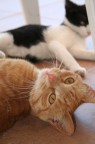MY CATS MY CATS