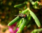 Red eyes red! Red eyes red!