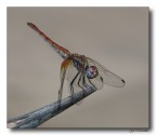 Libellula 5
